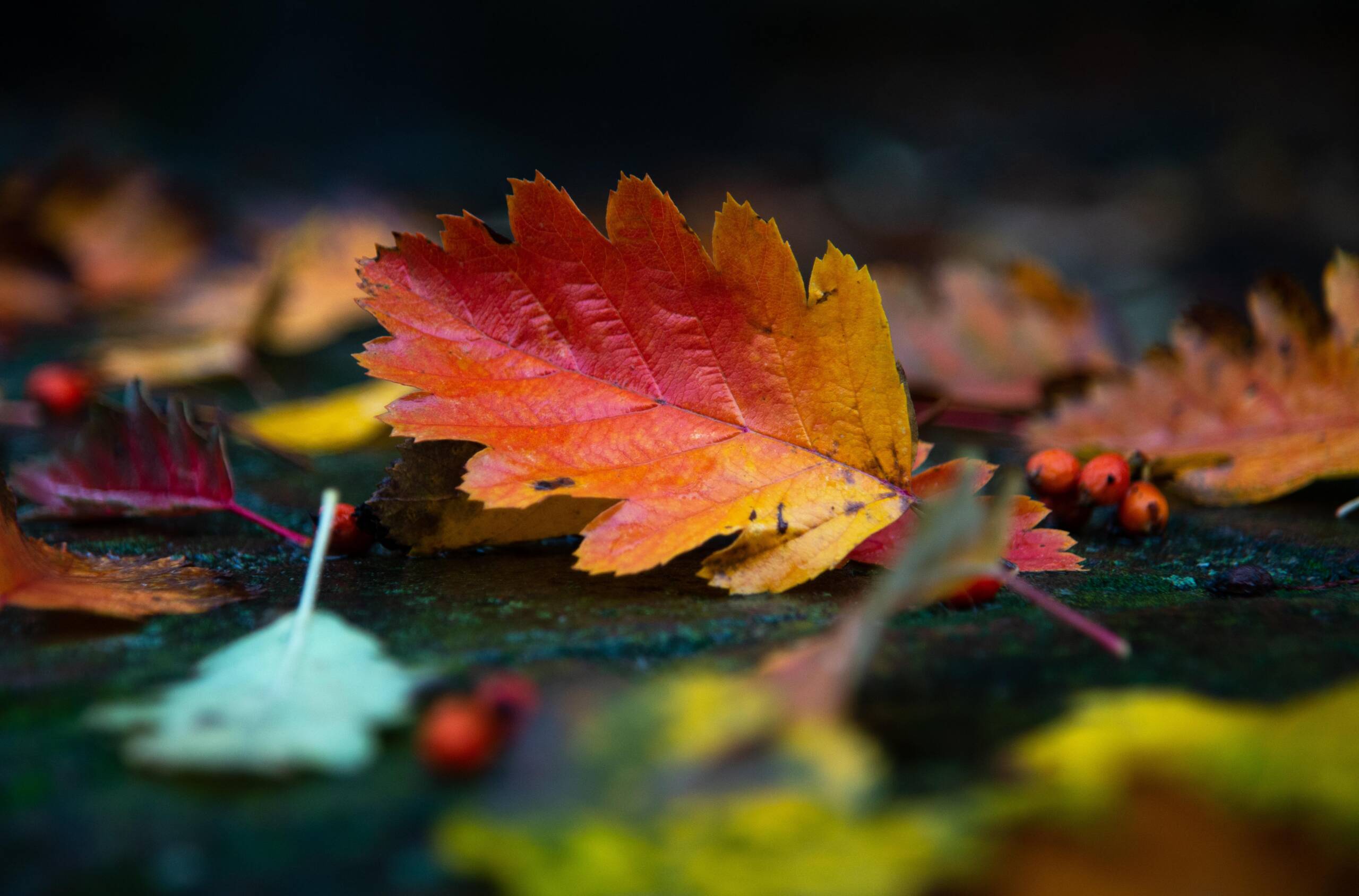 A few colorful autumn leaves on the ground.