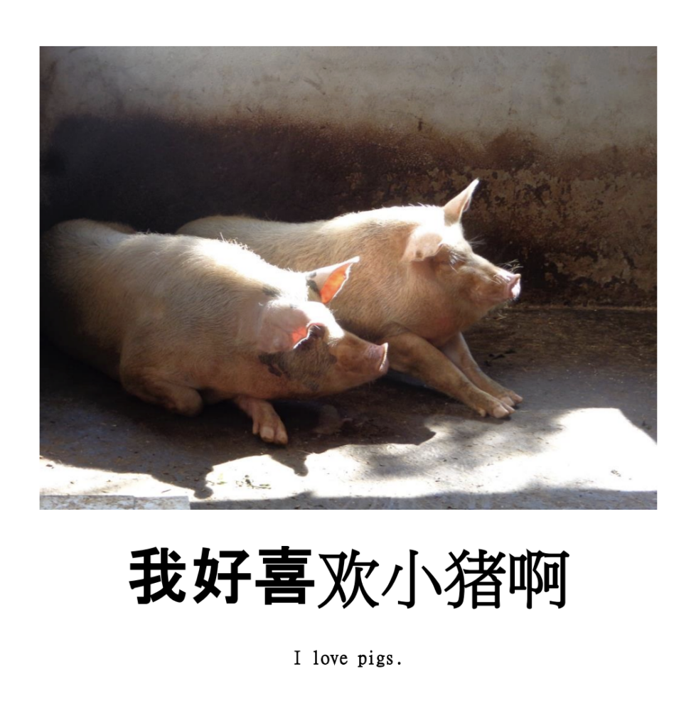 I love pigs.