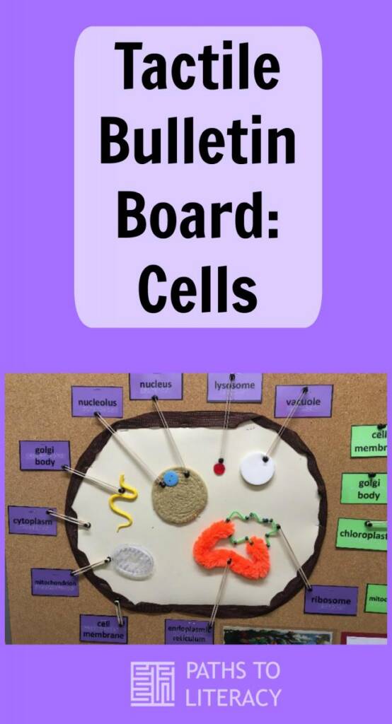 Collage of tactile bulletin board of cells
