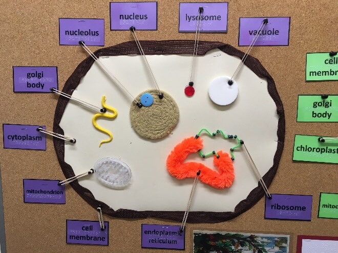 Tactile bulletin board display of a cell with all parts labeled in print and braille