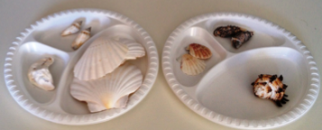 shells, buttons, and beads sorted on paper plates