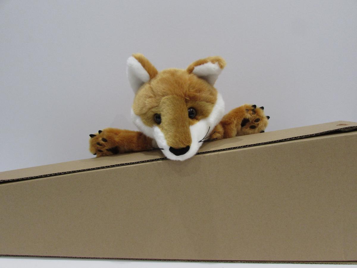 Fox on box