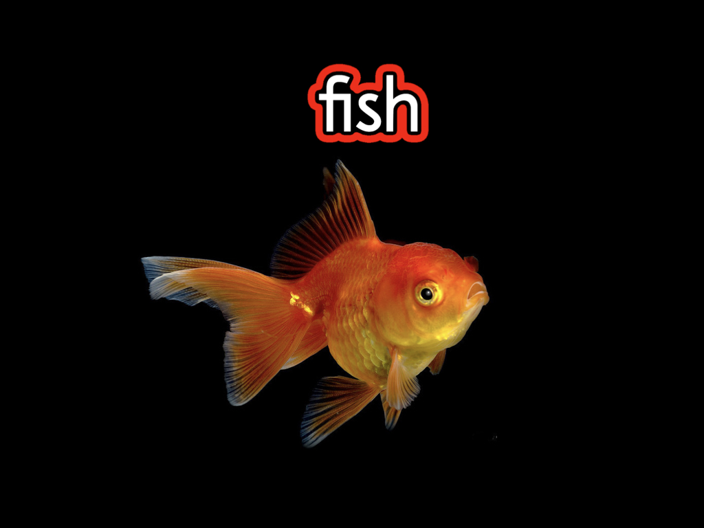 picture of a Goldfish with a black background and the word fish in bubble lettering above it