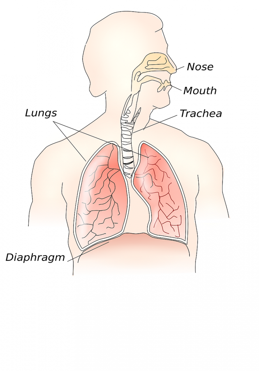 Anatomy of the Human Body