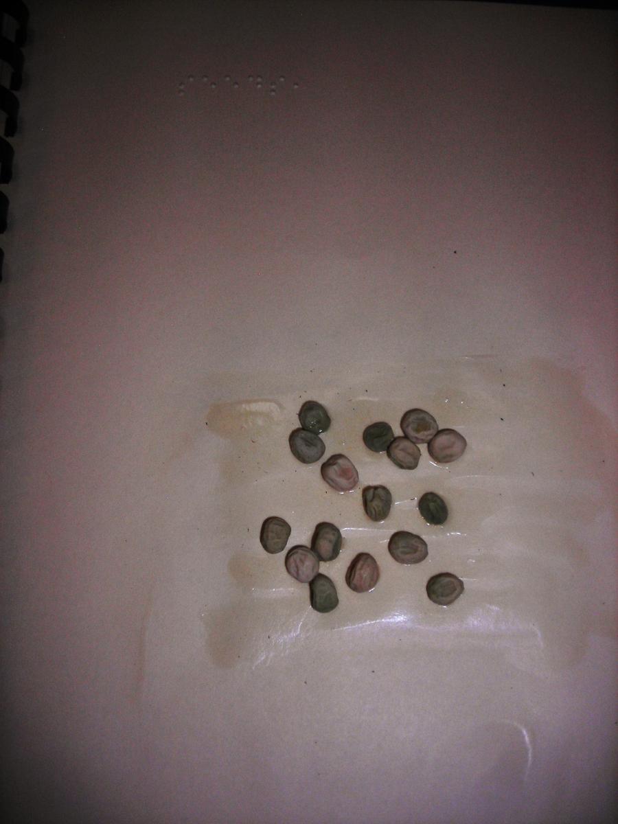 seeds