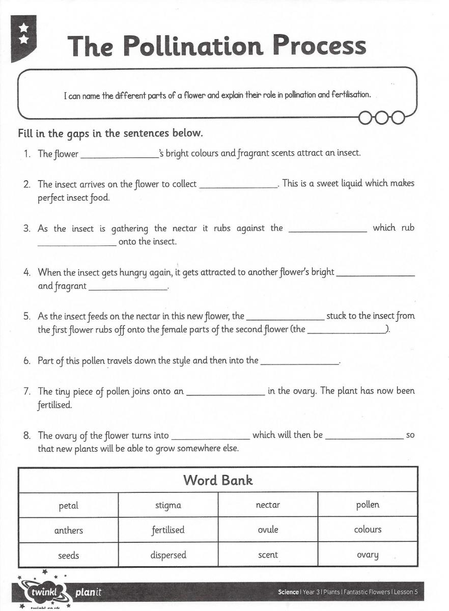 Worksheet of The Pollination Process