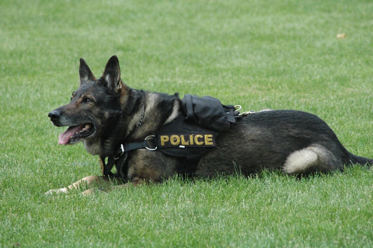 German Shepherd lying in grass