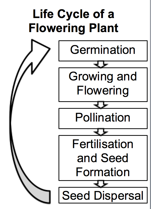 life cycle of a flowering plant