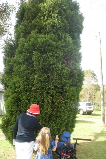 An adult with two girls standing at a tall fir tree while they touch it. One of the girls is in a wheelchair.