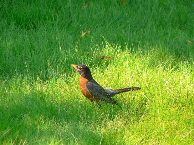 Bird in grass
