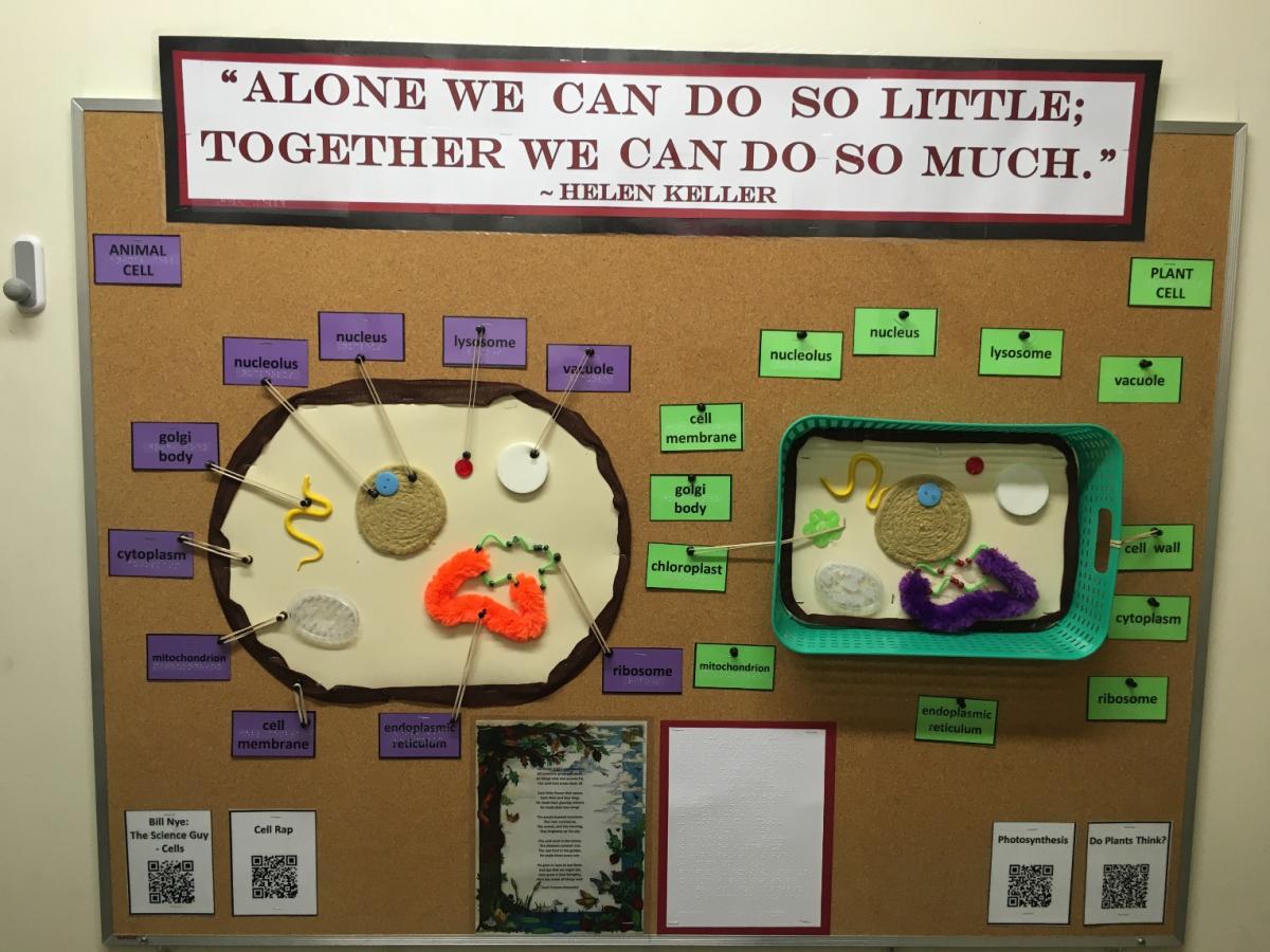 bulletin board with a Helen Keller quote along the top and two cell diagrams below. One diagram is an animal cell and the other is a plant cell. The parts of each cell is labeled.