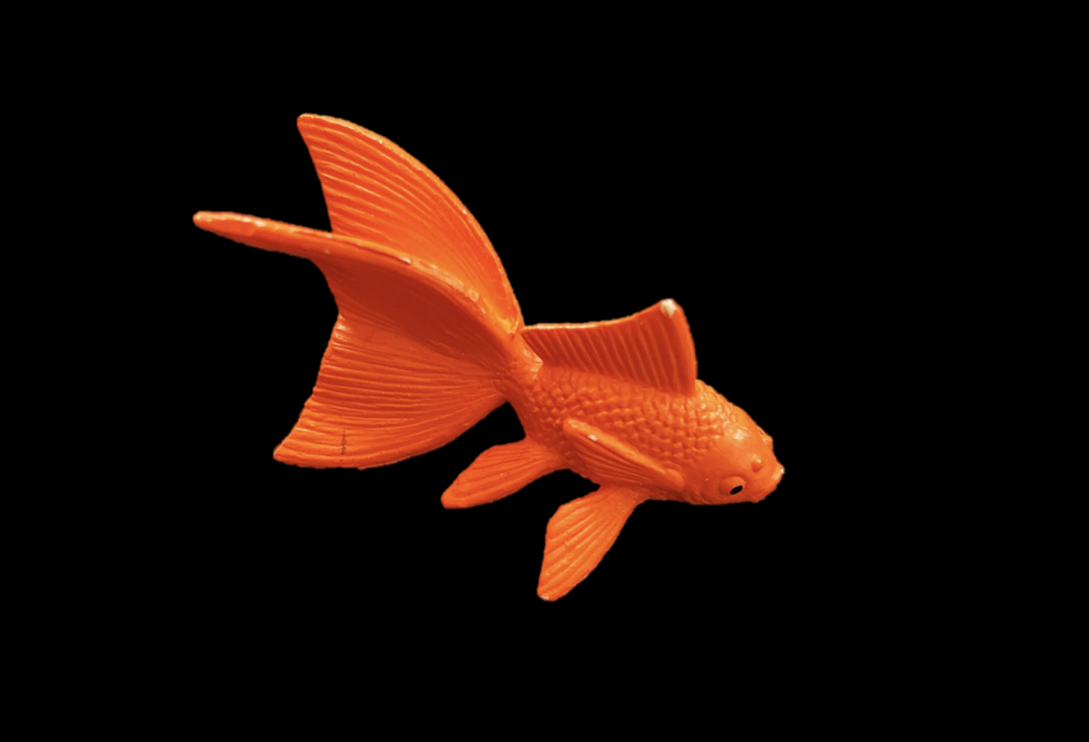 Plastic goldfish on black background