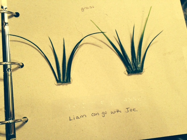 Liam can go with Joe to the grass