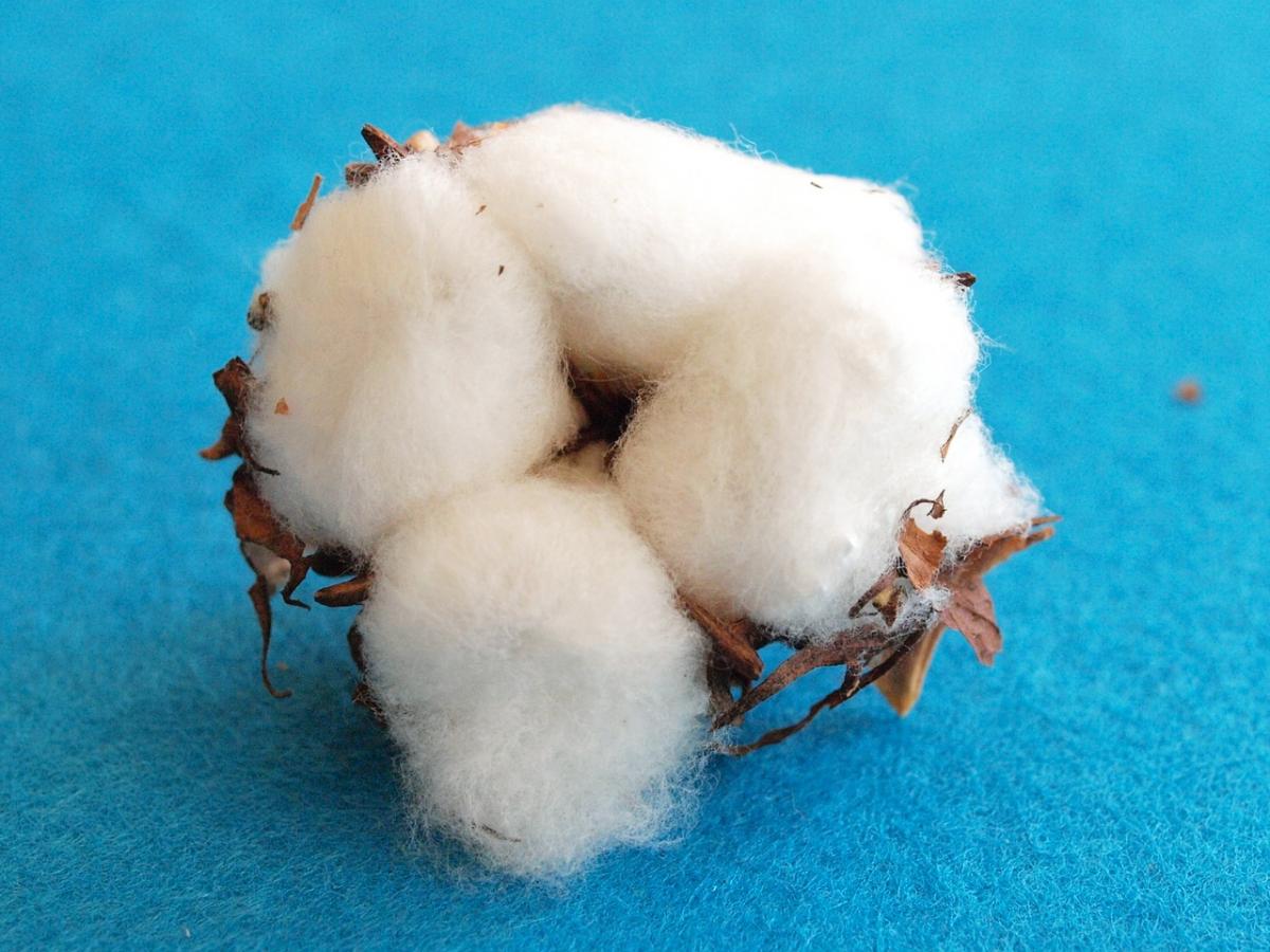 Cotton