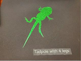 Tadpole with 4 legs Tadpole with 4 legs