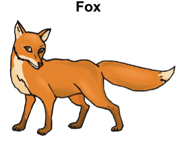 Drawing of a fox Drawing of a fox