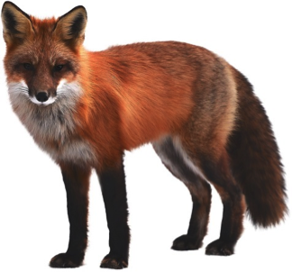 Photo of fox Photo of fox