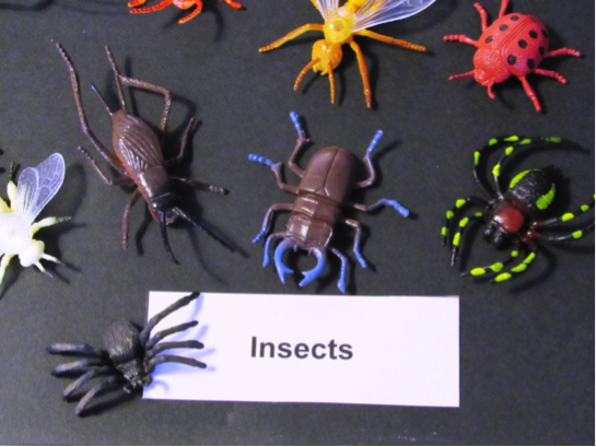 assorted toy insects