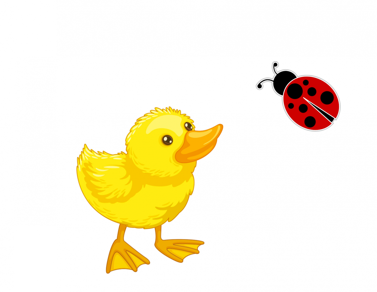 Duck and ladybug