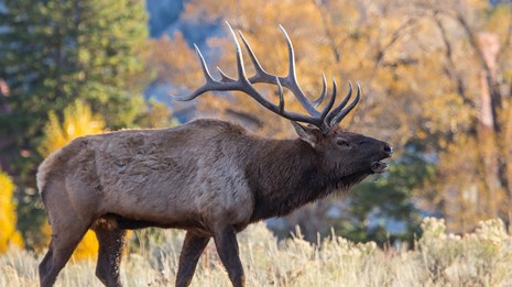 Elk at Yellowstone