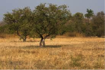 Background environment without giraffe Background environment without giraffe