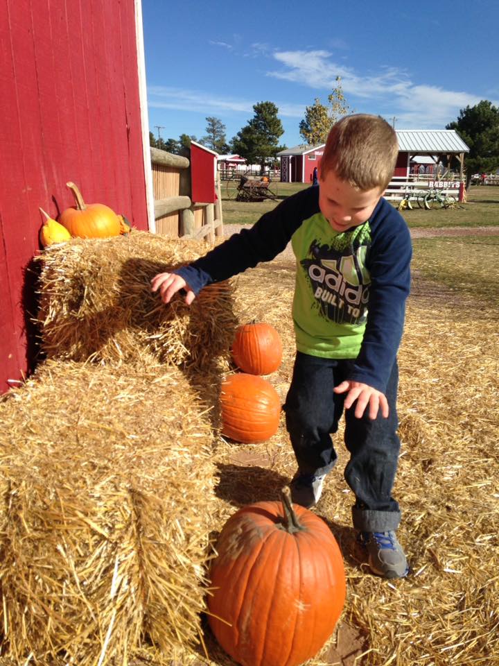 A boy selects a pumpkin at a farm