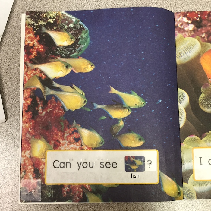 can you see fish?