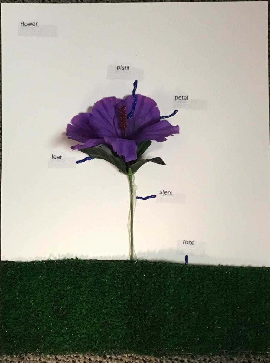 Flower poster with labels