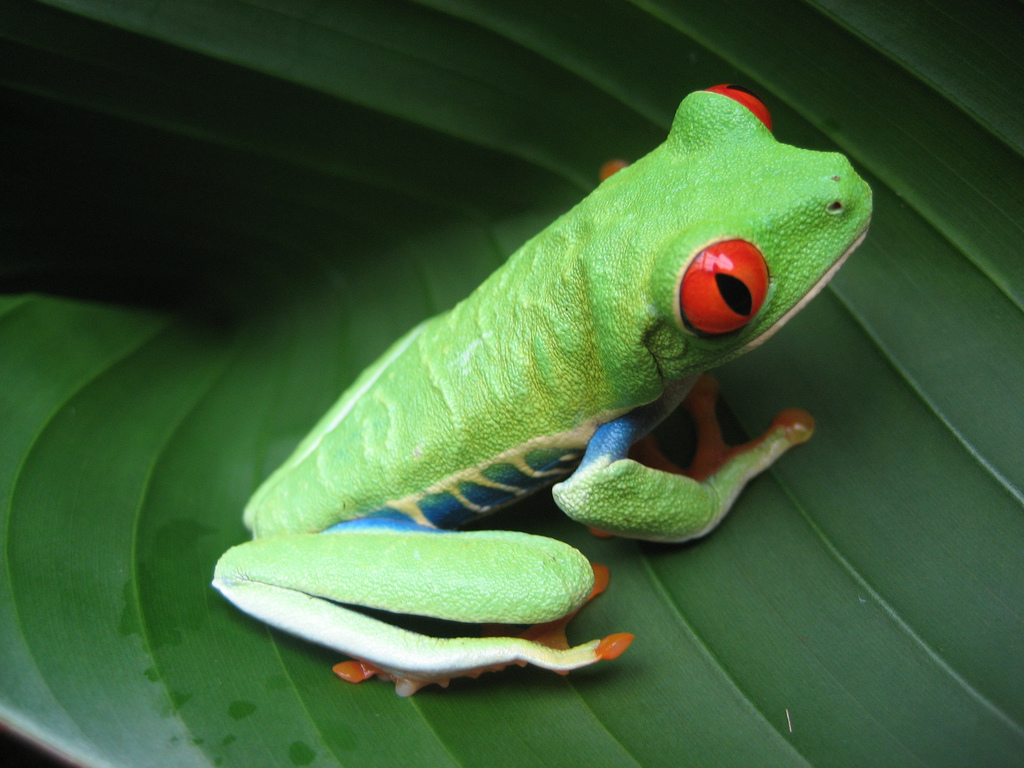 frog on lily pad