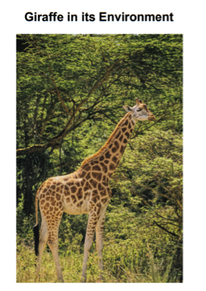Giraffe in its environment