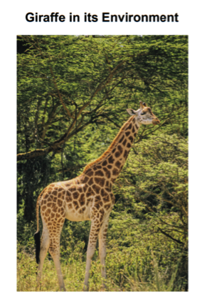 Giraffe in its environment Giraffe in its environment