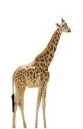 Giraffe with background removed