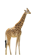 Giraffe with background removed Giraffe with background removed
