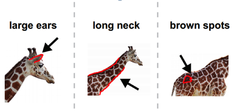 Three images of a giraffe, with arrows pointing to and red outline of large ears, long neck, and brown spots