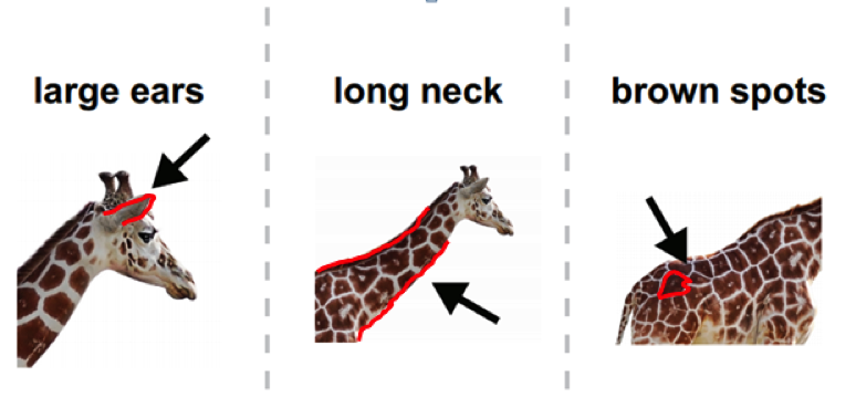 Three images of a giraffe, with arrows pointing to and red outline of large ears, long neck, and brown spots Three images of a giraffe, with arrows pointing to and red outline of large ears, long neck, and brown spots