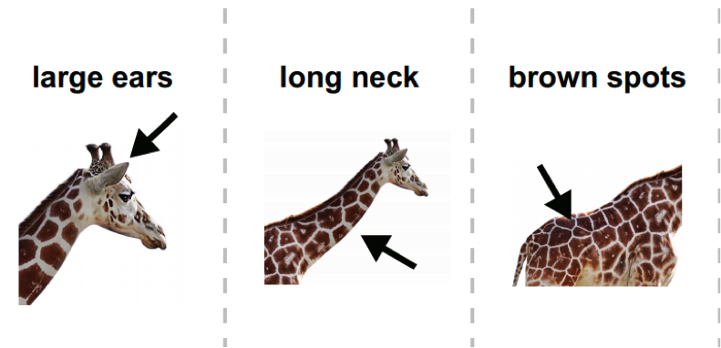 Three images of a giraffe, with arrows pointing to large ears, long neck, and brown spots