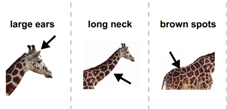 Three images of a giraffe, with arrows pointing to large ears, long neck, and brown spots Three images of a giraffe, with arrows pointing to large ears, long neck, and brown spots