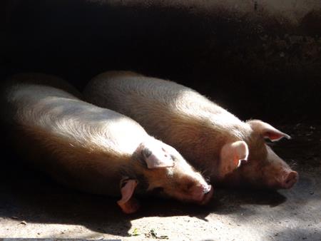 Two pigs sleeping.
