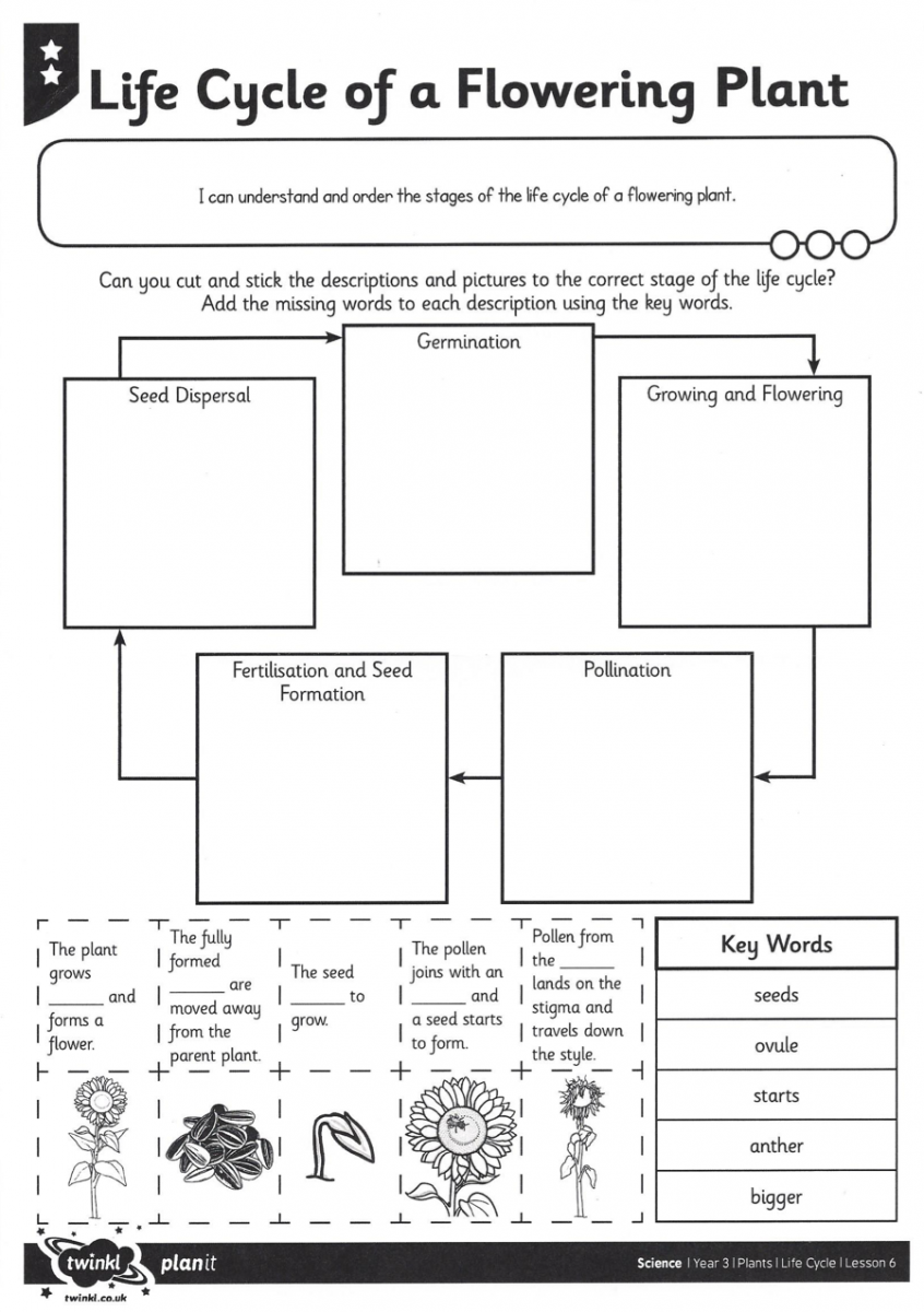 life-cycle-of-a-flowering-plant-diagram-for-kids