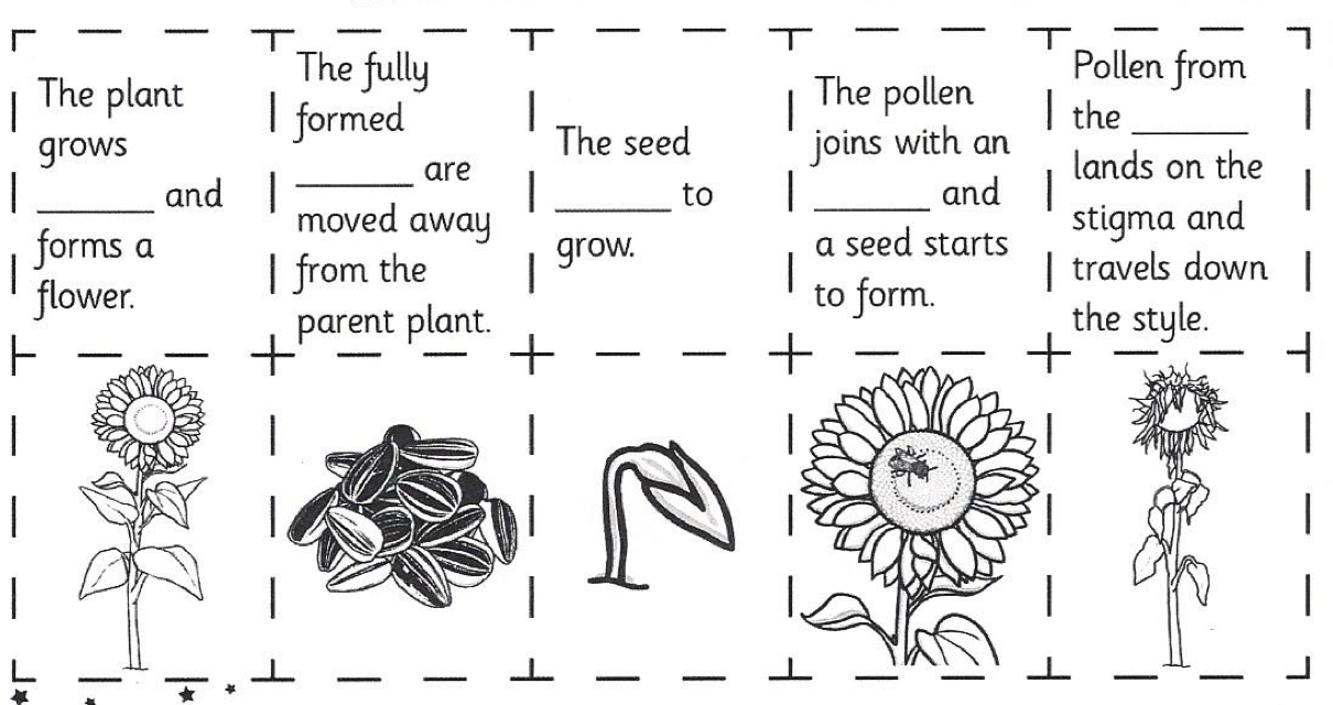 Plant в прошедшем. Plant Life Cycle Worksheets. Plants на английском для детей. Life Cycle Worksheet. Plants Life Cycle Lesson Plans.