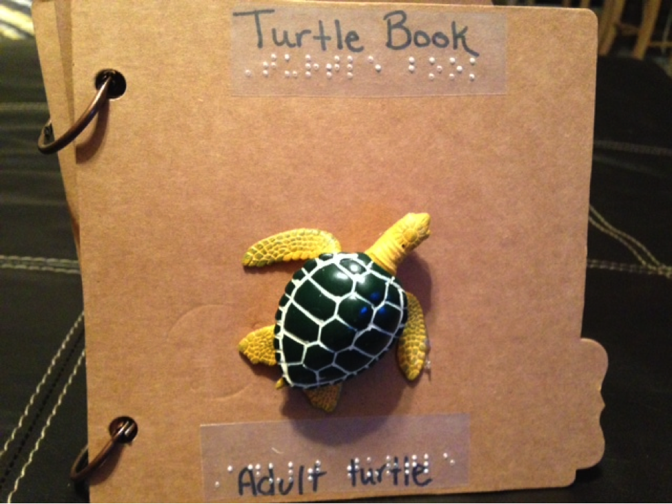 adult turtle