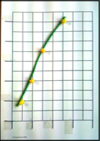 tactile line graph