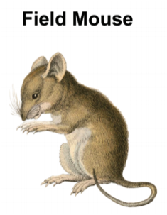 Drawing of field mouse