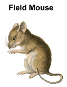Drawing of field mouse Drawing of field mouse