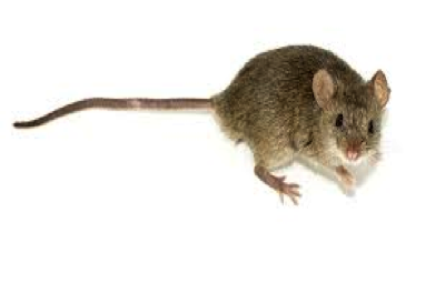 Photo of field mouse