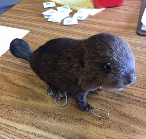 A small beaver a small beaver
