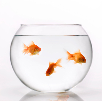 fish in fish bowl