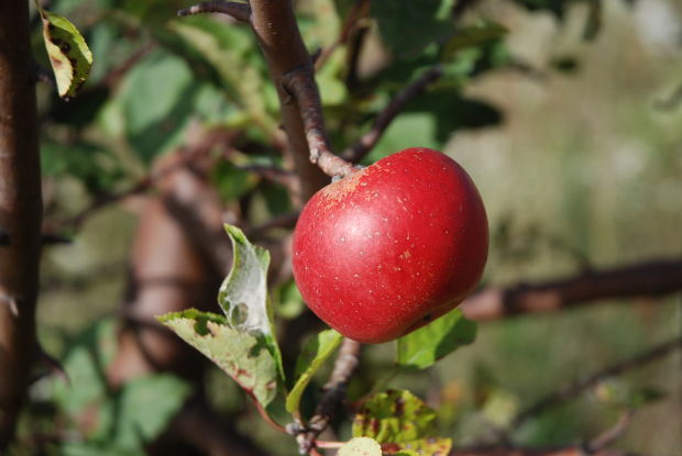 an apple on a branch