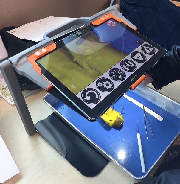 the workstation set up with a dissecting tray holding a pickle underneath the magnifying software