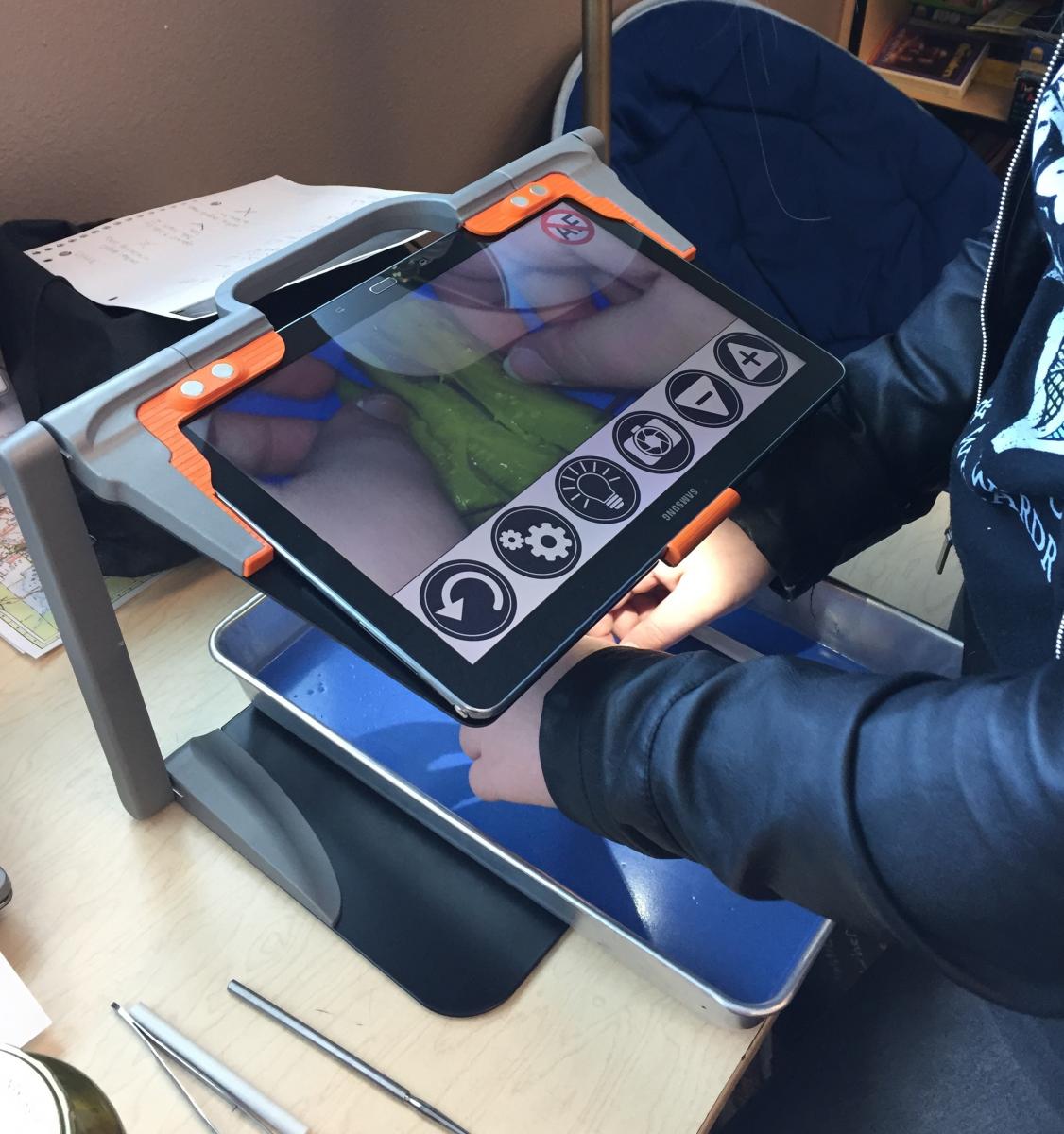 a student dissecting a pickle under the magnifying software